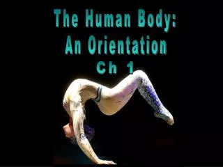 The Human Body: