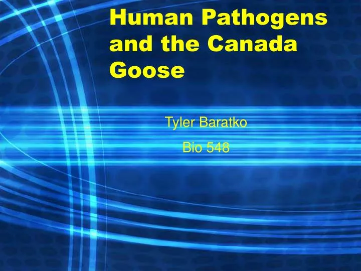 human pathogens and the canada goose