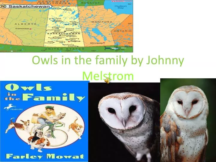 owls in the family by johnny melstrom