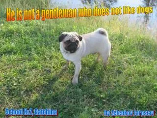 He is not a gentleman who does not like dogs