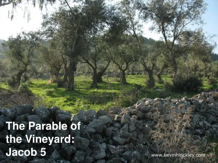 the parable of the vineyard jacob 5