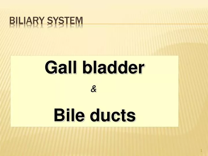 biliary system