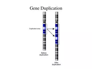 Gene Duplication