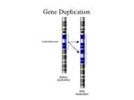 Gene Duplication - slide 1