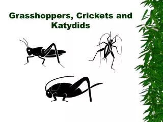 Grasshoppers, Crickets and Katydids