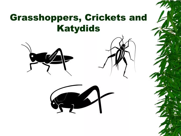 grasshoppers crickets and katydids
