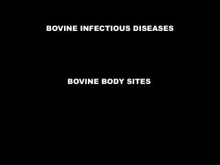 BOVINE INFECTIOUS DISEASES