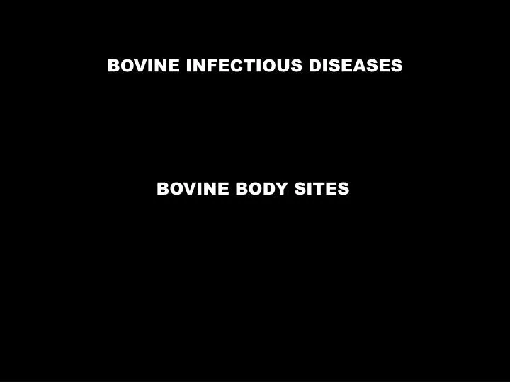 bovine infectious diseases