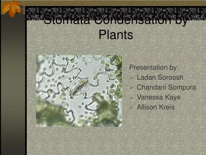 stomata condensation by plants