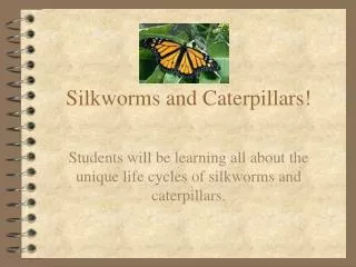 Silkworms and Caterpillars!