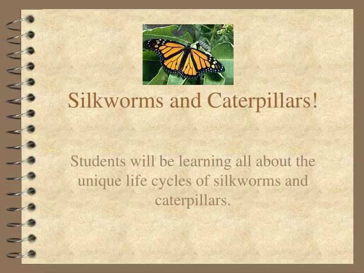 silkworms and caterpillars