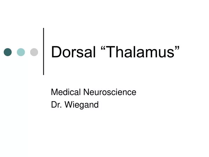 dorsal thalamus