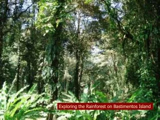 Exploring the Rainforest on Bastimentos Island