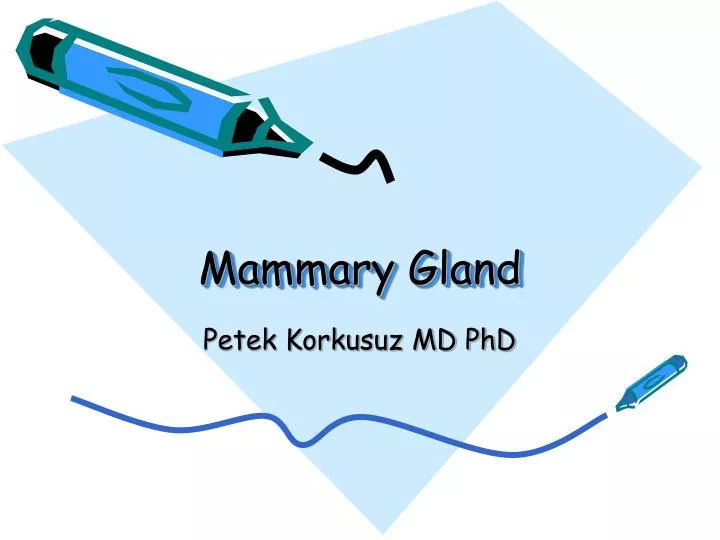 mammary gland