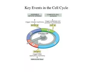 Key Events in the Cell Cycle