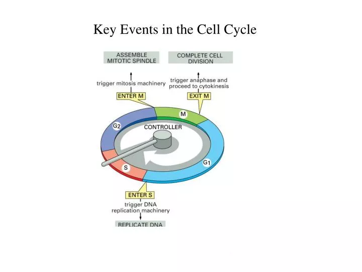 key events in the cell cycle