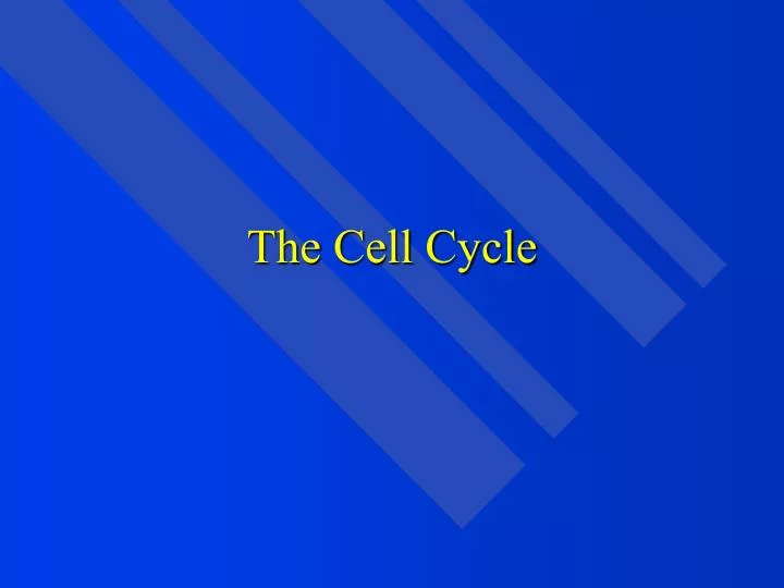 the cell cycle