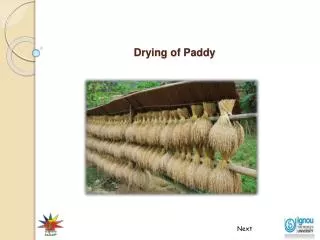 Drying of Paddy