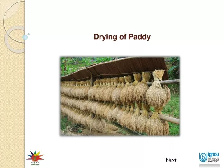 drying of paddy
