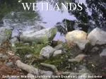 WETLANDS - slide 1