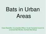 Bats in Urban Areas - slide 1