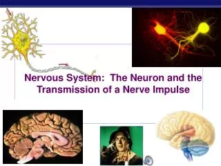 Nervous System: The Neuron and the Transmission of a Nerve Impulse