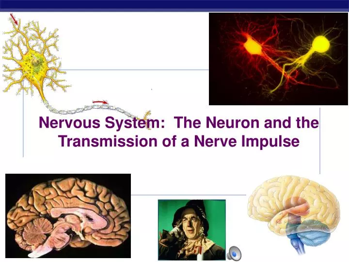 nervous system the neuron and the transmission of a nerve impulse