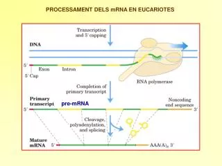 PROCESSAMENT DELS mRNA EN EUCARIOTES