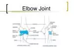 PPT - Elbow Joint PowerPoint Presentation, free download - ID:2086577