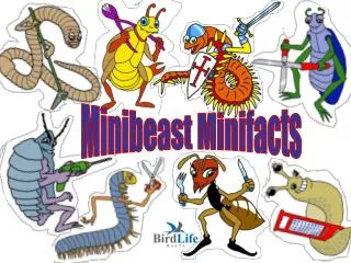 Minibeast Minifacts