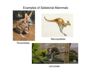 Examples of Saltatorial Mammals