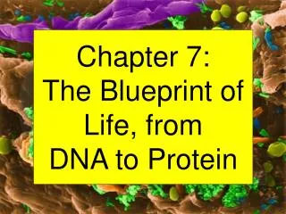 Chapter 7: The Blueprint of Life, from DNA to Protein