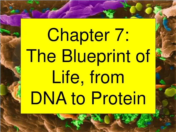 chapter 7 the blueprint of life from dna to protein