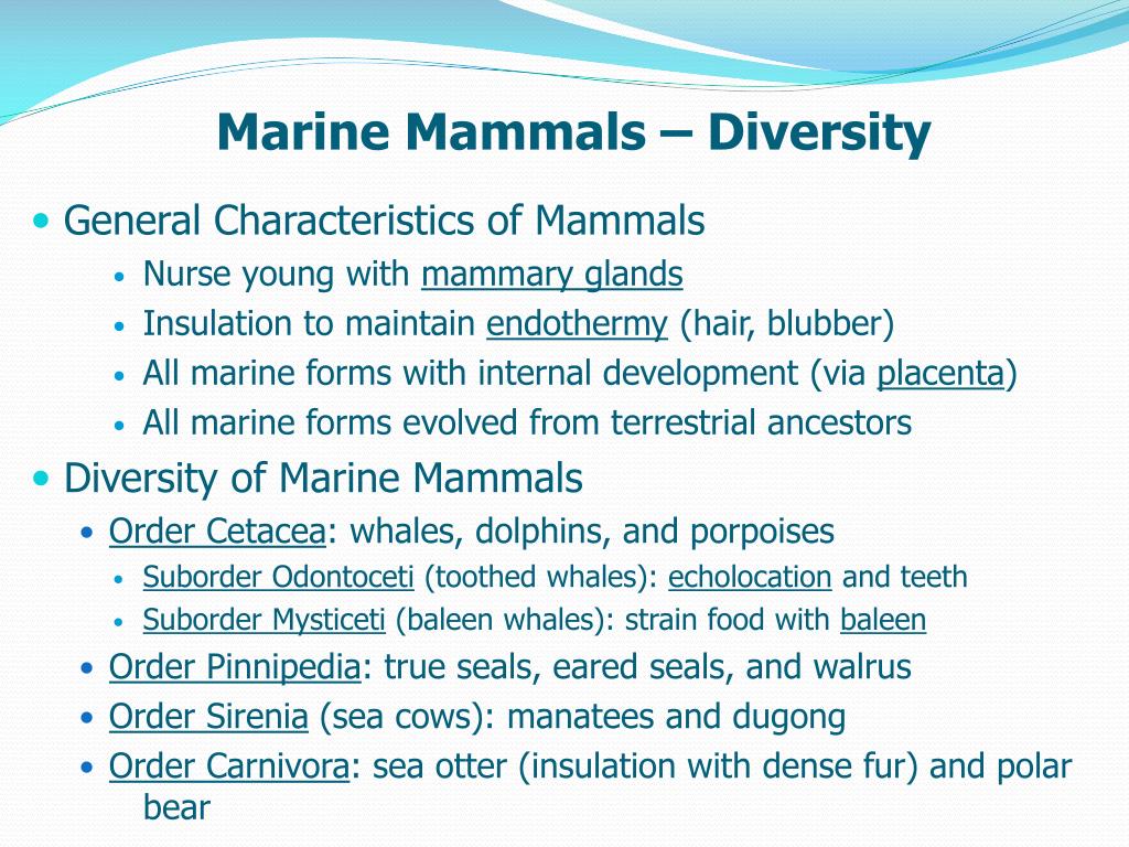 PPT - Marine Mammals – Diversity PowerPoint Presentation, free download ...