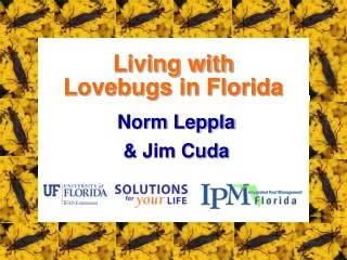 Living with Lovebugs in Florida