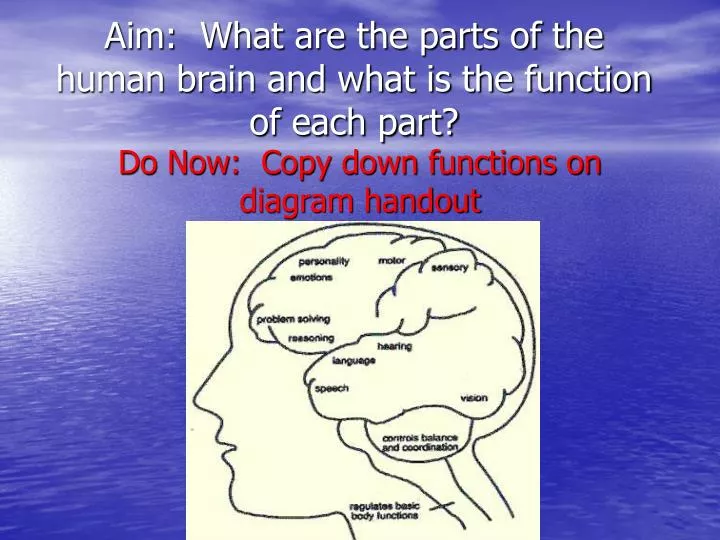aim what are the parts of the human brain and what is the function of each part