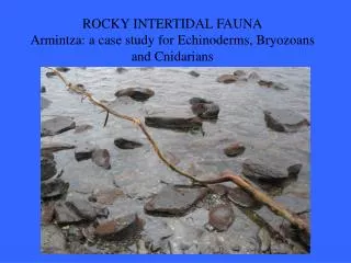 ROCKY INTERTIDAL FAUNA Armintza: a case study for Echinoderms, Bryozoans and Cnidarians