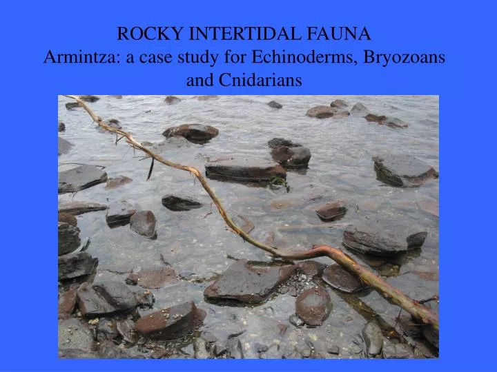 rocky intertidal fauna armintza a case study for echinoderms bryozoans and cnidarians