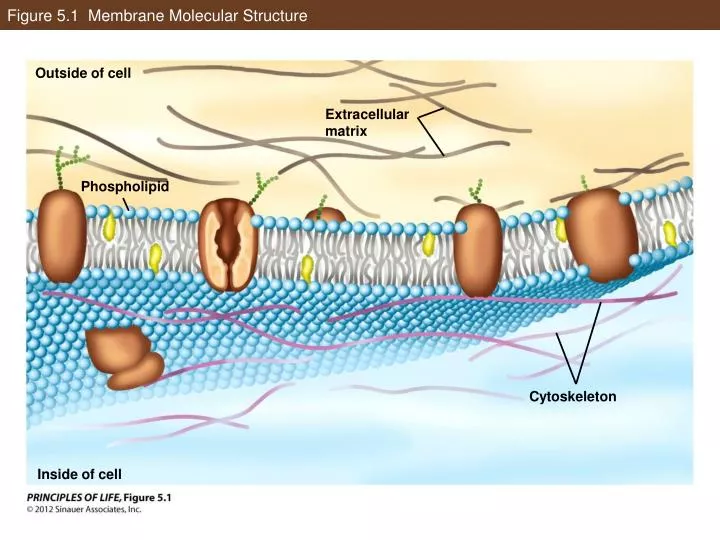 figure 5 1 membrane molecular structure