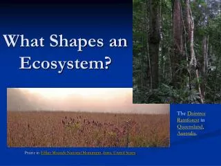 What Shapes an Ecosystem?