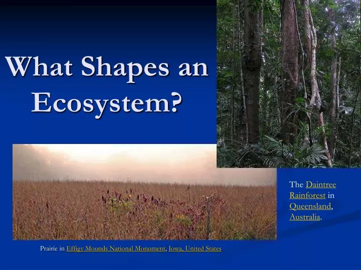 what shapes an ecosystem