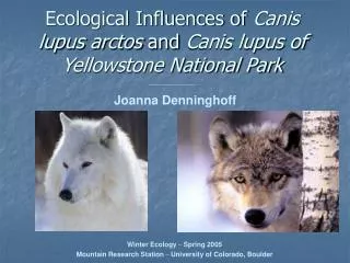 Ecological Influences of Canis lupus arctos and Canis lupus of Yellowstone National Park
