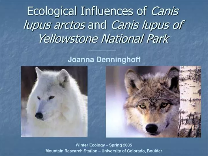 ecological influences of canis lupus arctos and canis lupus of yellowstone national park