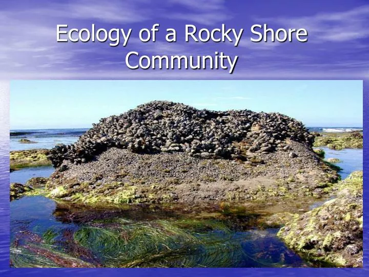 ecology of a rocky shore community