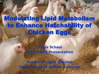 Modulating Lipid Metabolism to Enhance Hatchability of Chicken Eggs