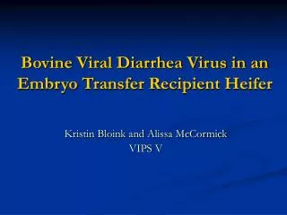 Bovine Viral Diarrhea Virus in an Embryo Transfer Recipient Heifer