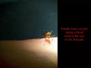 Female Aedes aegypti taking a blood meal on the arm of Dr. Edwards