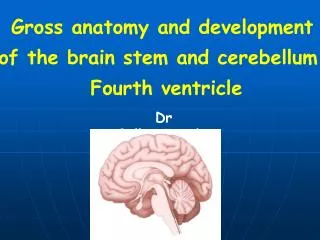 Gross anatomy and development of the brain stem and cerebellum. Fourth ventricle