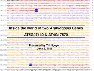 Inside the world of two Arabidopsis Genes AT5G47140 &amp; AT4G17570