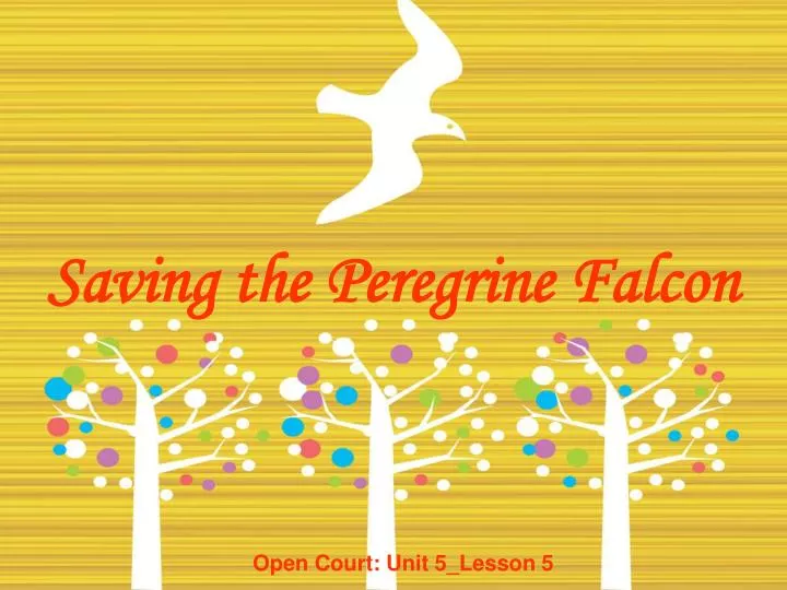 saving the peregrine falcon